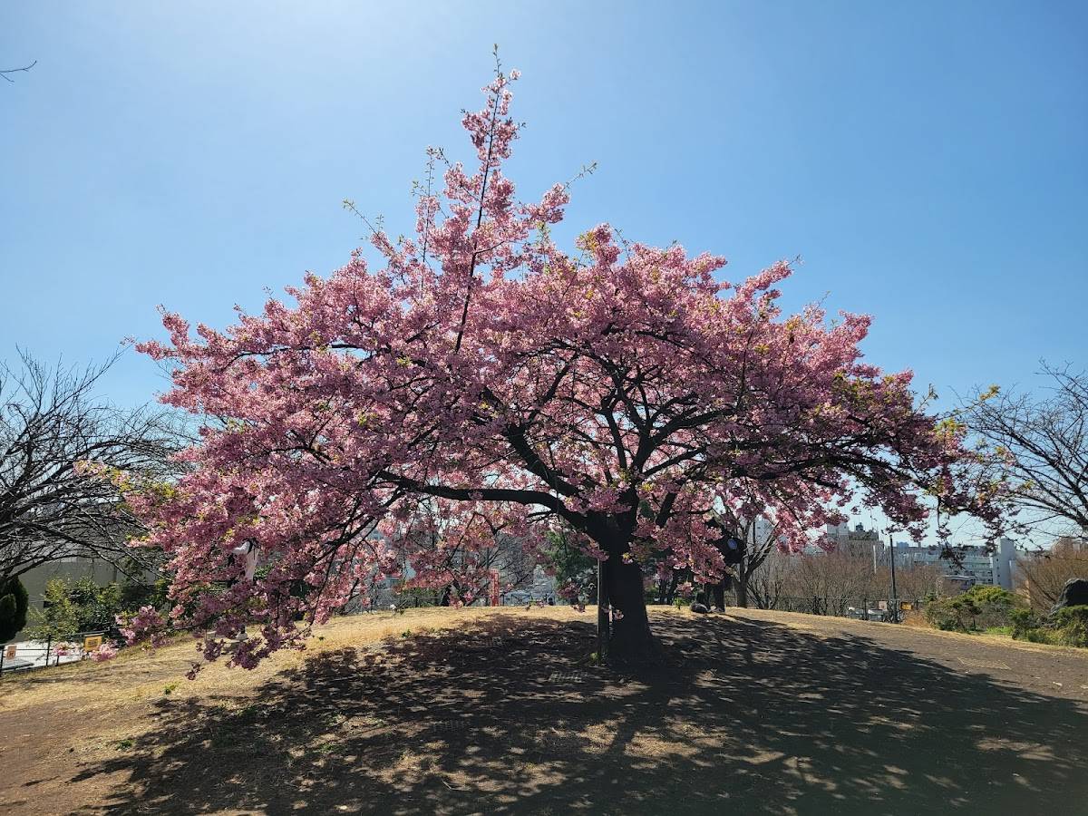 西郷山公園 河津桜
