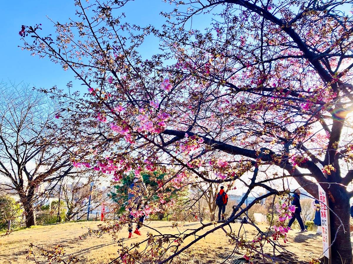 西郷山公園 河津桜