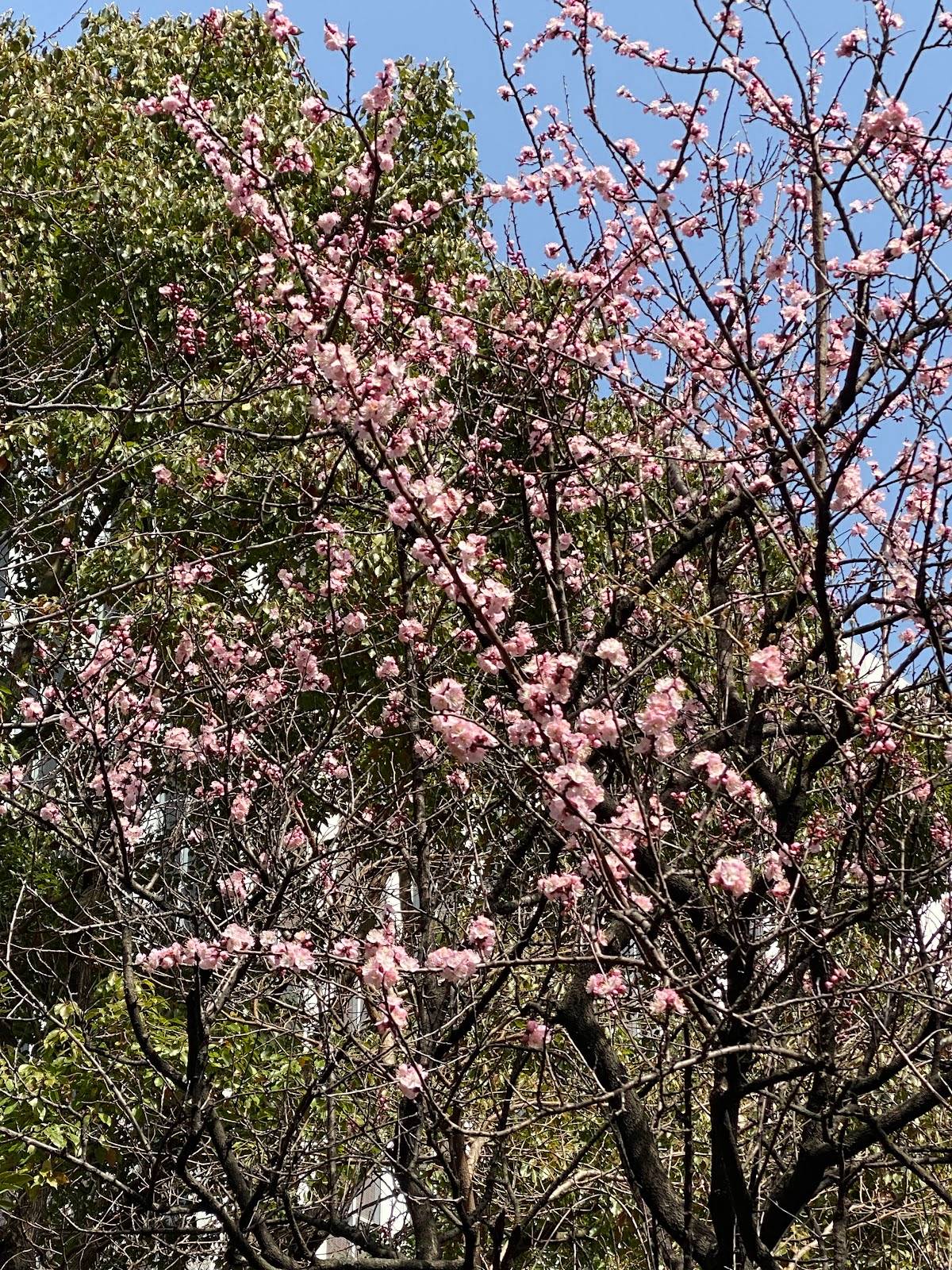 ハーブ園
