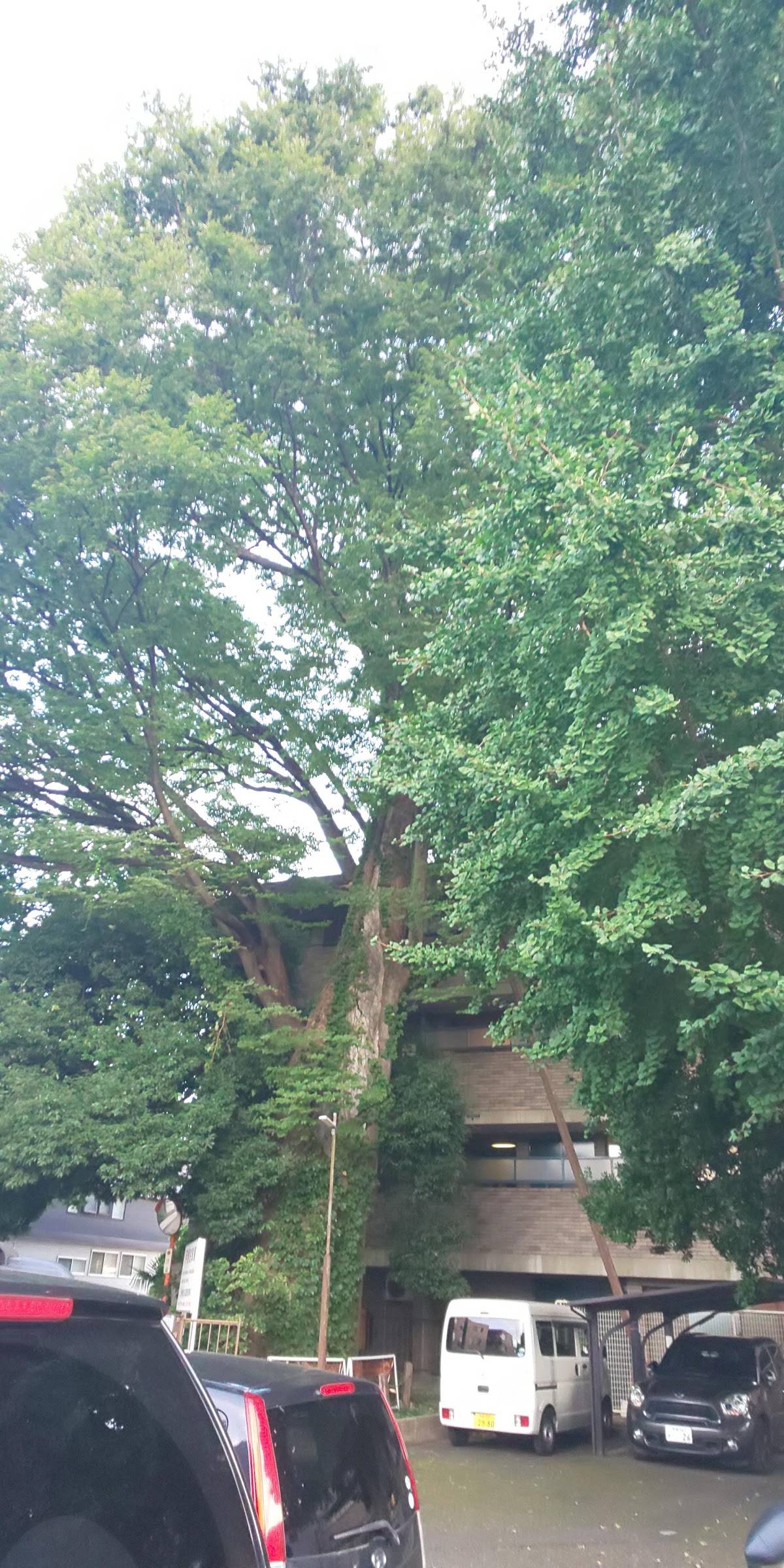 旧本宿のケヤキ