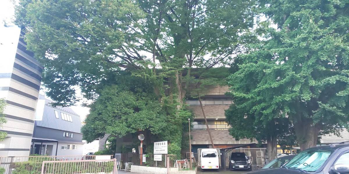 旧本宿のケヤキ