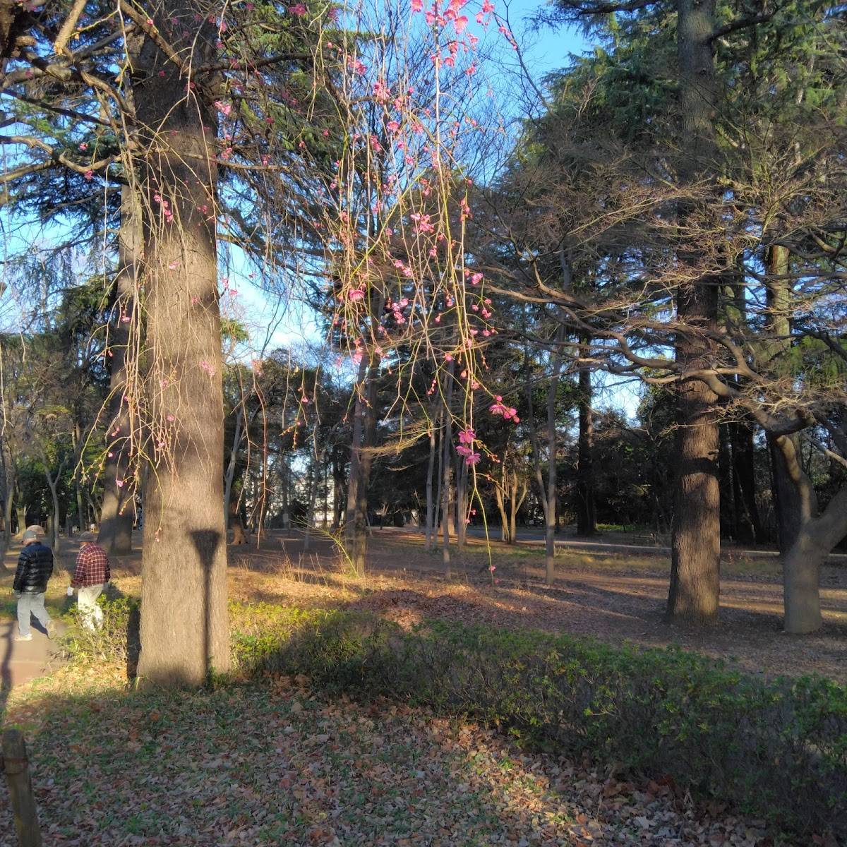 江古田の森公園 里山の樹林