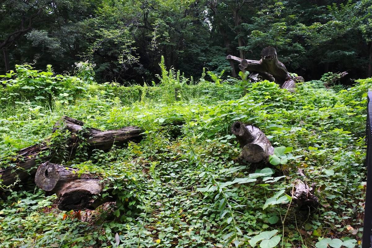 倒木自然観察樹木（ユーカリ）