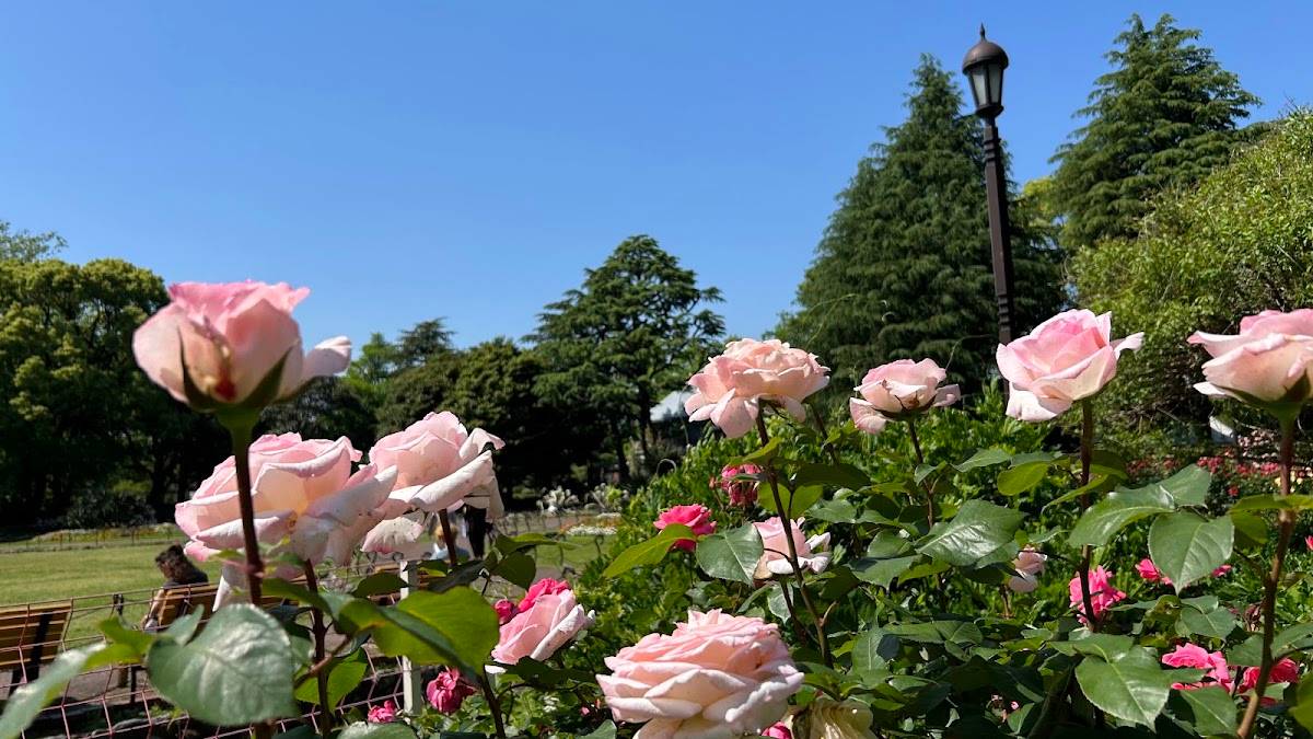 Flowerbed 1