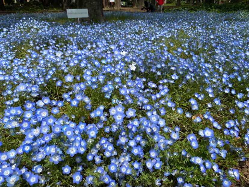 Flowerbed 2