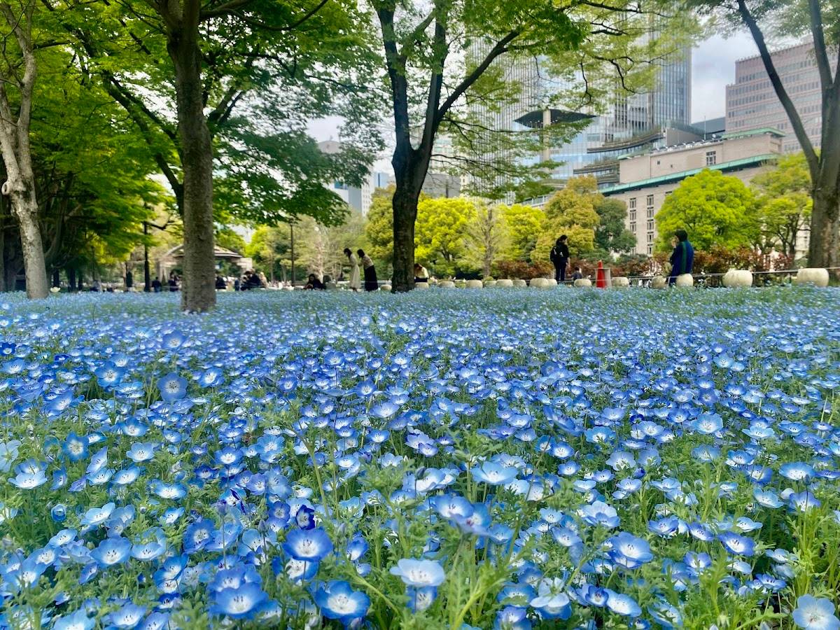 Flowerbed 2