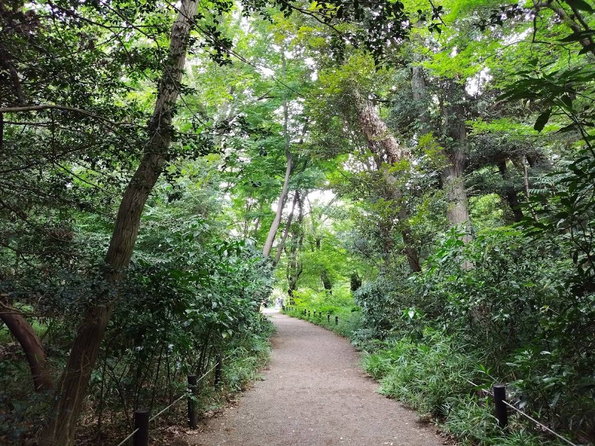 Forest path