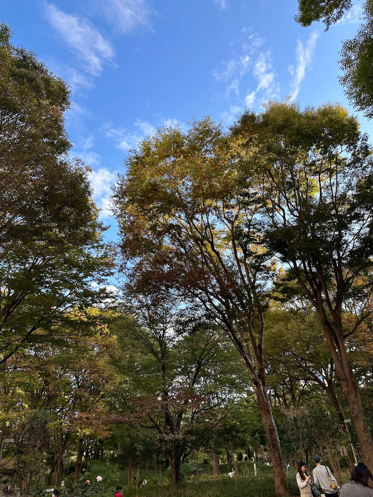 Forest View