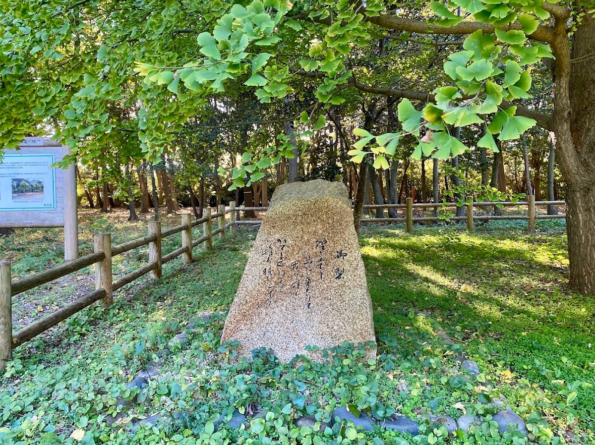 Hand-planted Forest