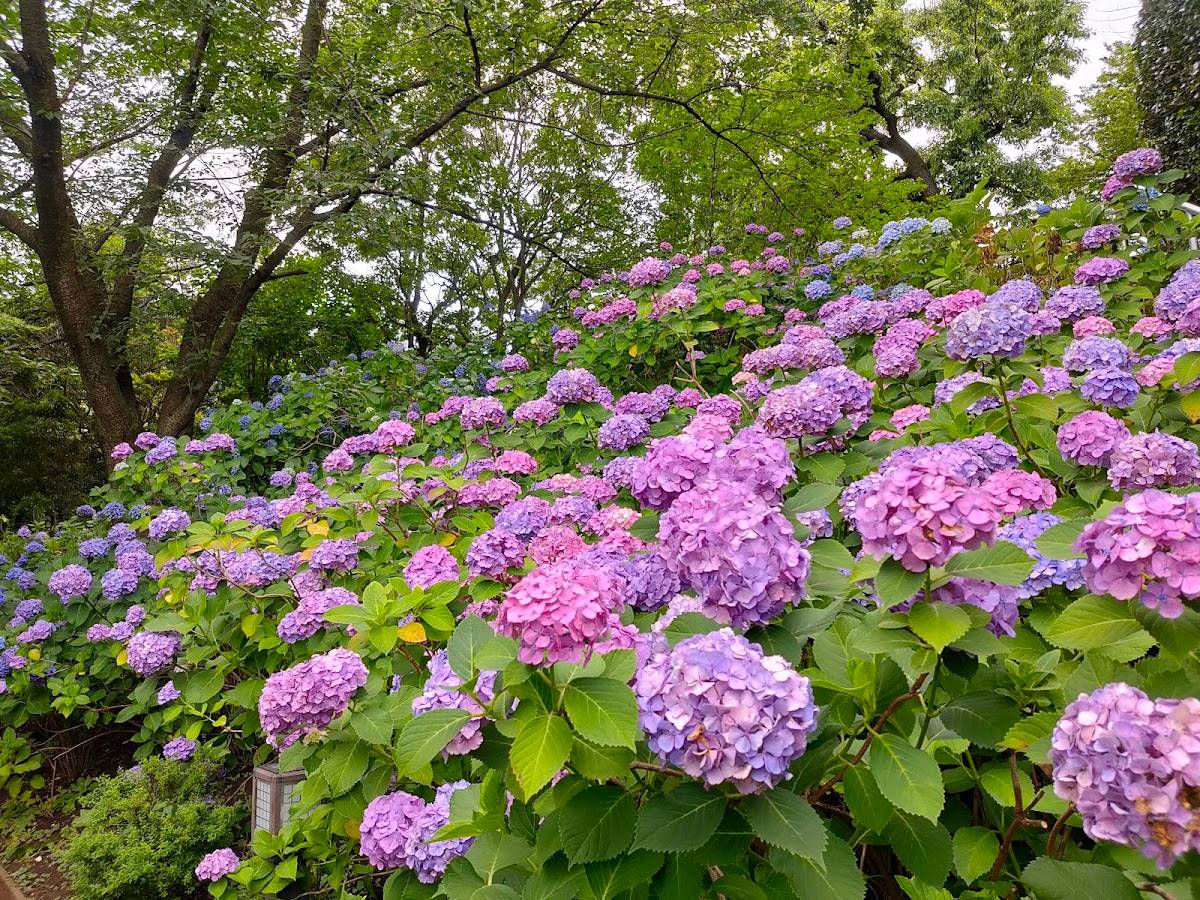 Hydrangea Garden in Tamagawadai Park
