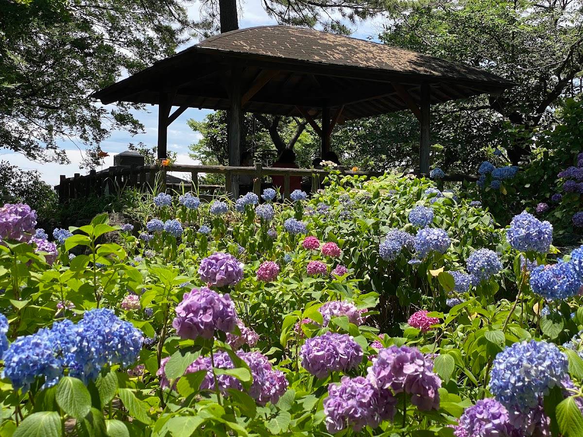 Hydrangea Garden in Tamagawadai Park