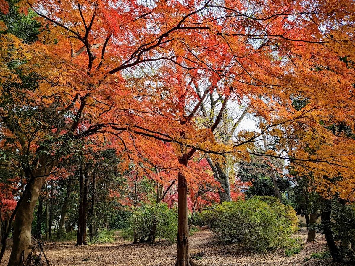 Inokashira Park Daini Park