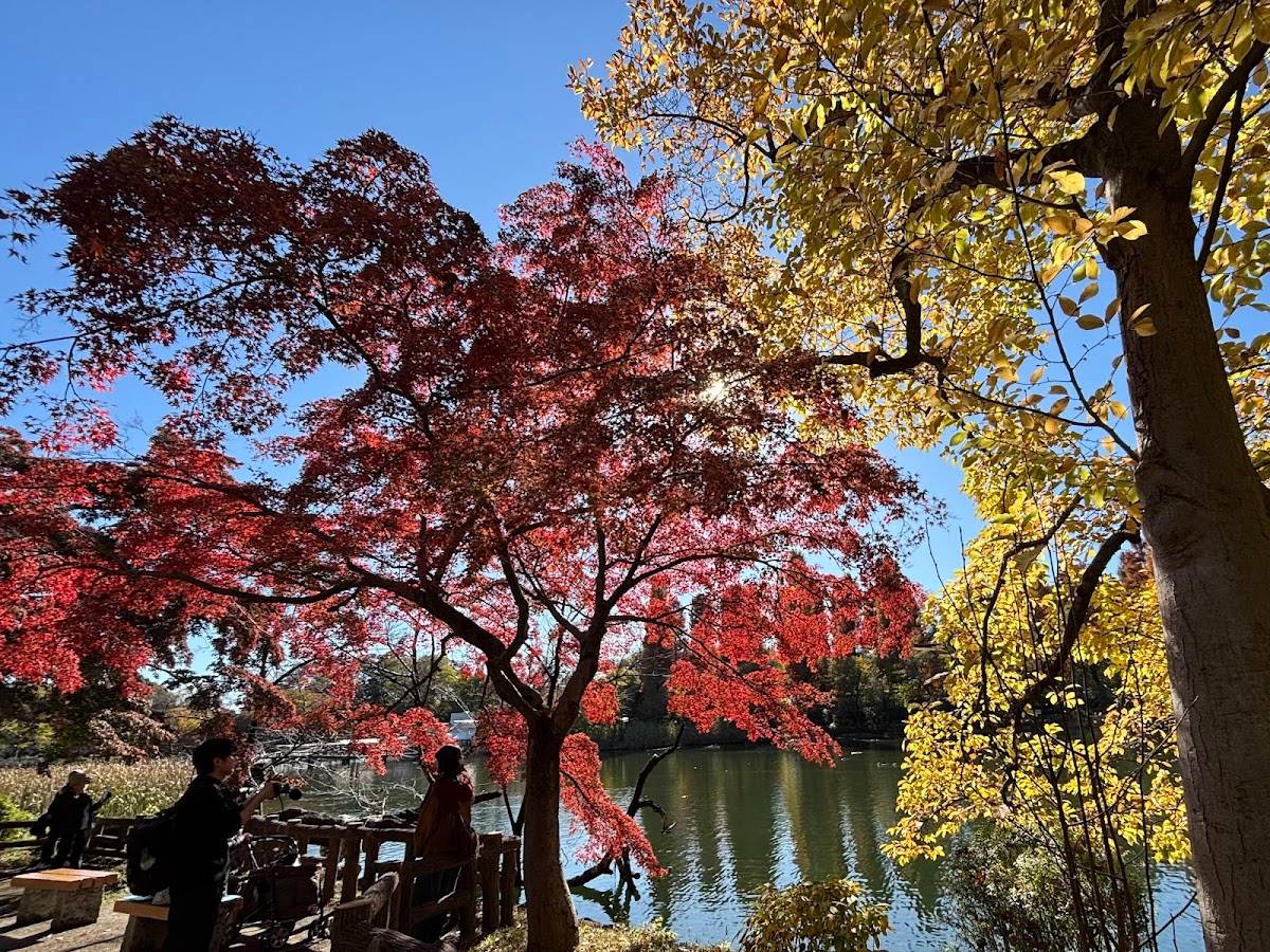 Inokashiraonshi Park