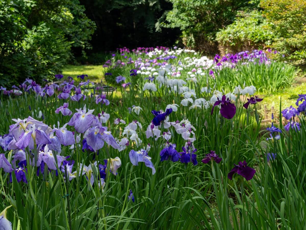 Iris Field