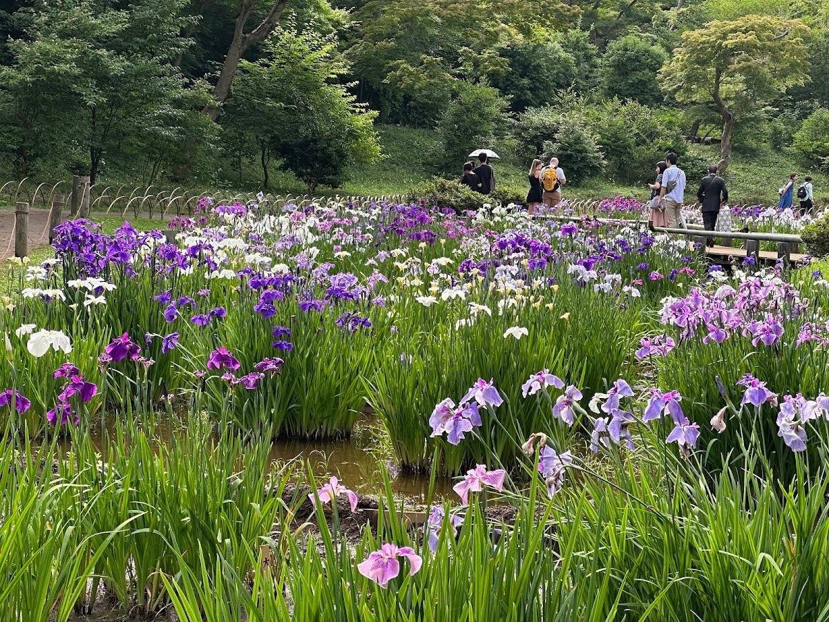 Iris Field