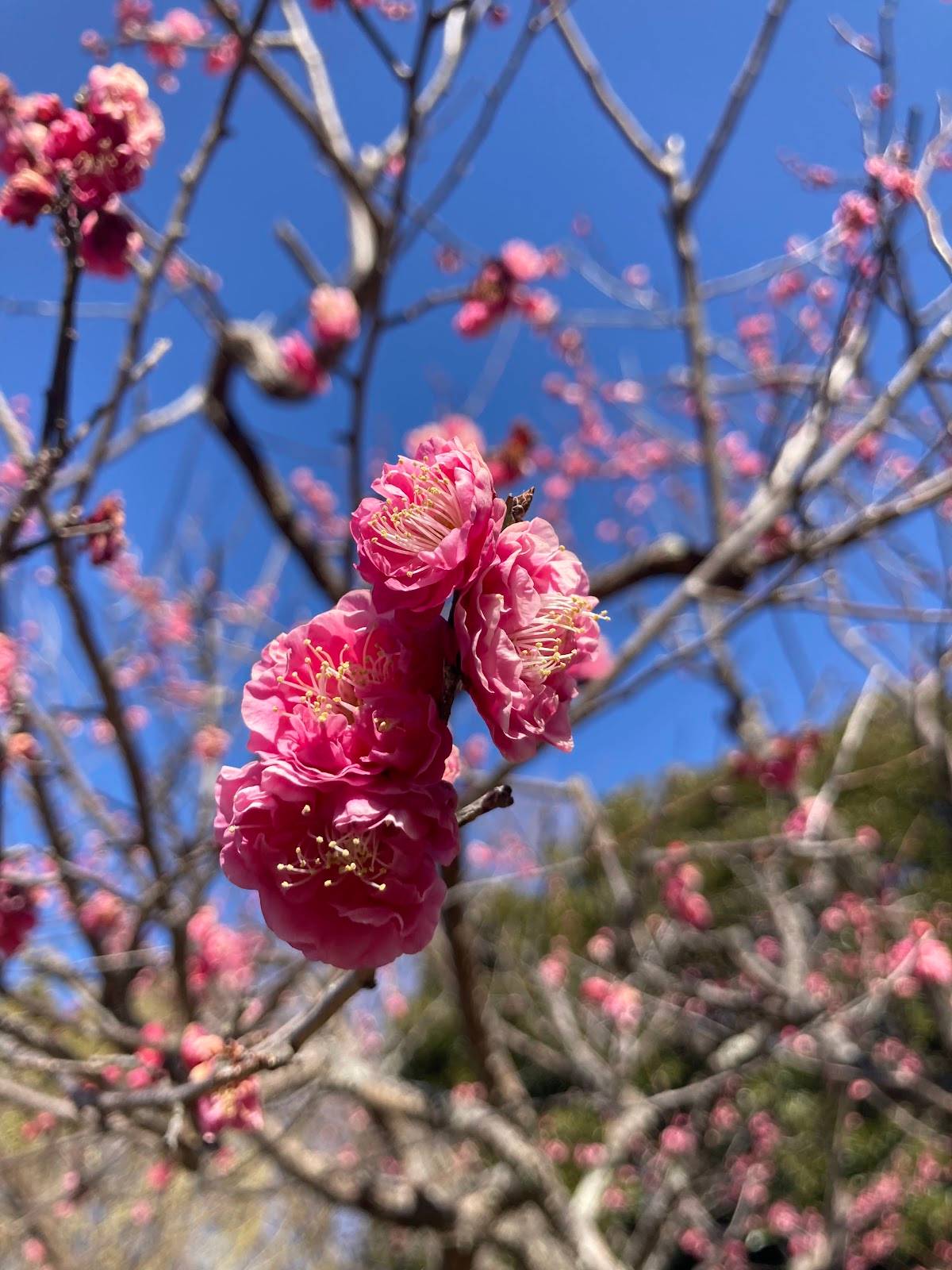 Japanese Garden