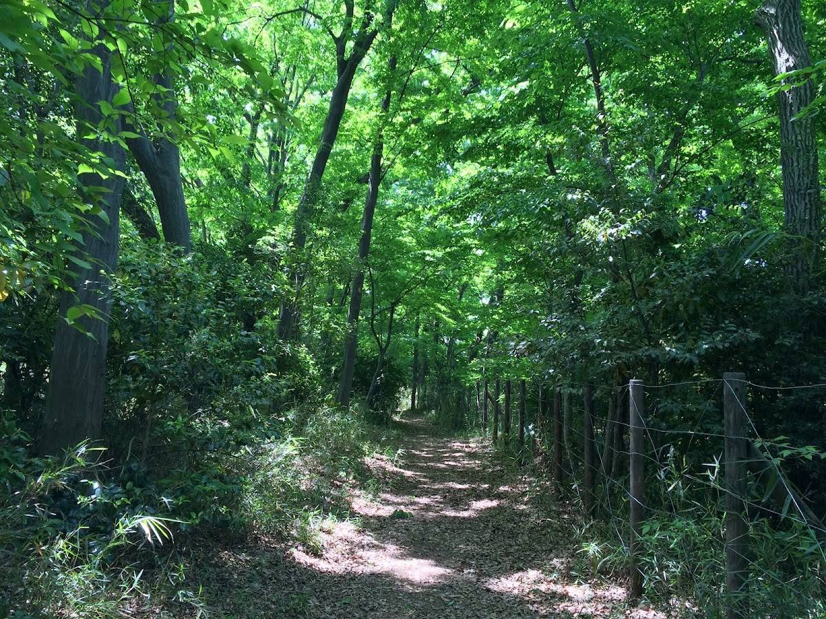 Jindai temple nature reserve