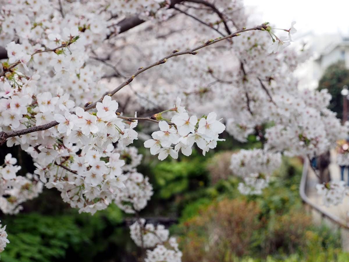 Meguro River Green Belt