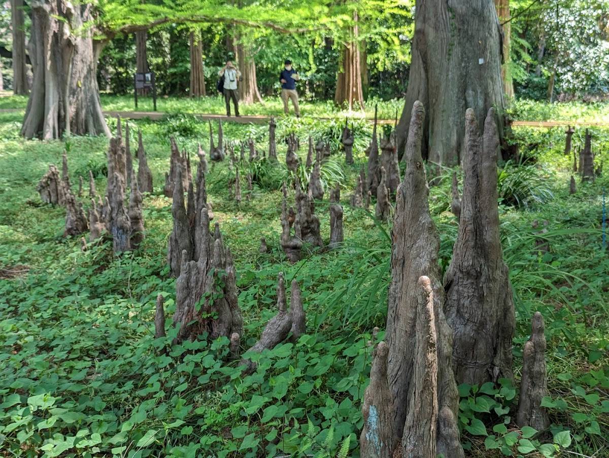 Mother and Child Woods