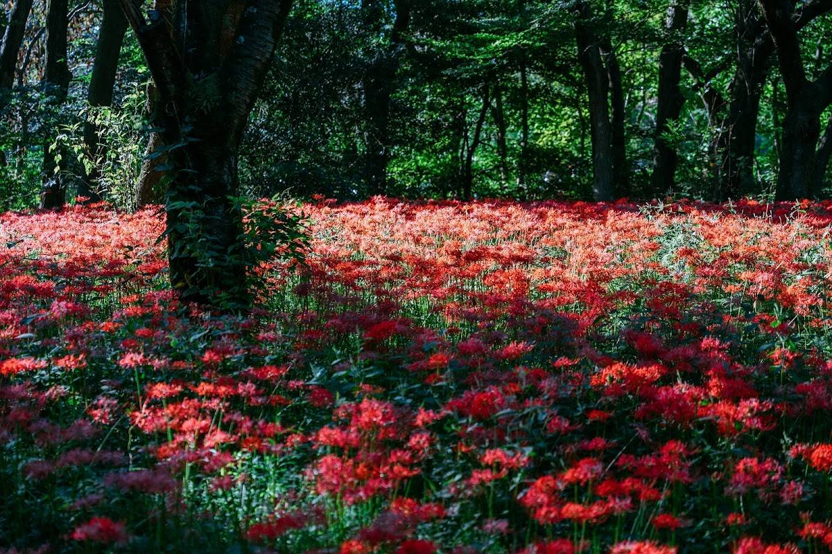 Nature Observation Garden