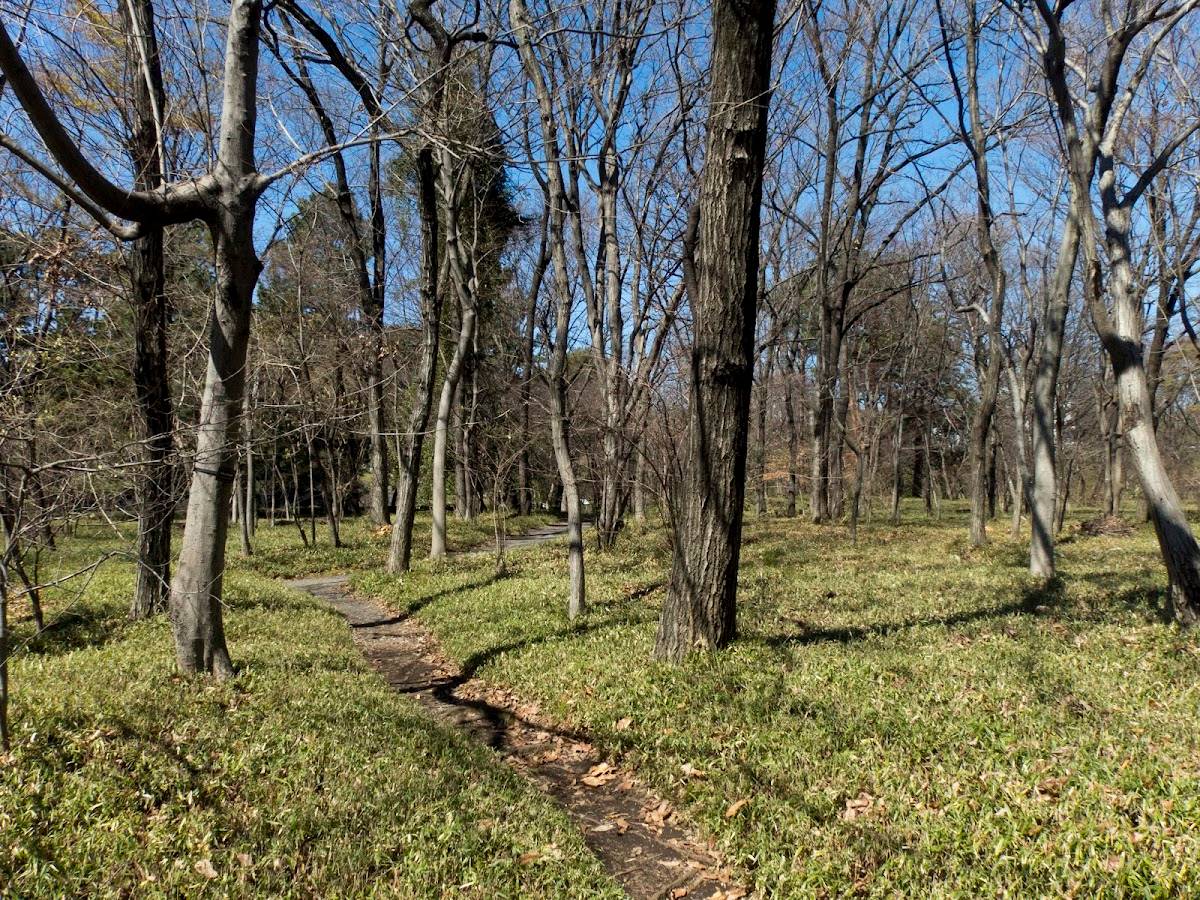 Ninomaru Grove