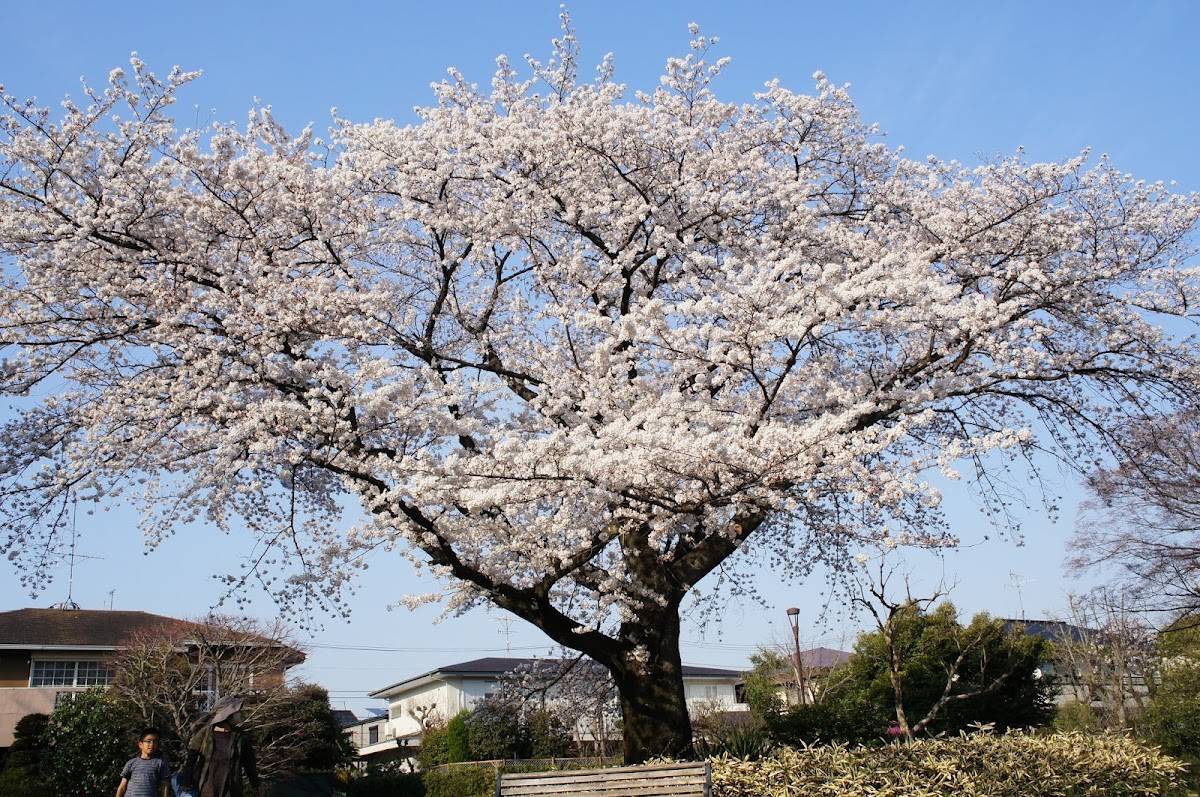 Sakuragaoka Sumireba Natural Garden