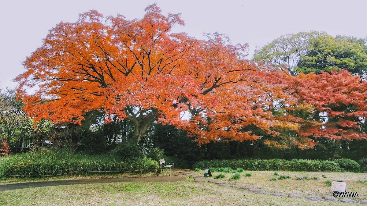 Sakuragaoka Sumireba Natural Garden