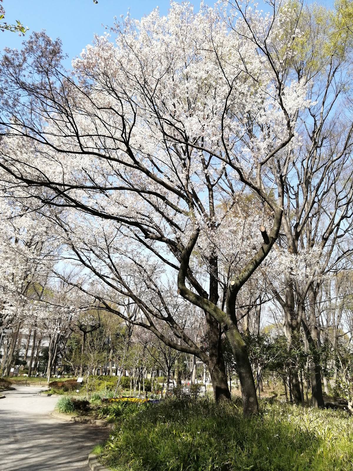Shinjuku Central Park Citizen's Forest