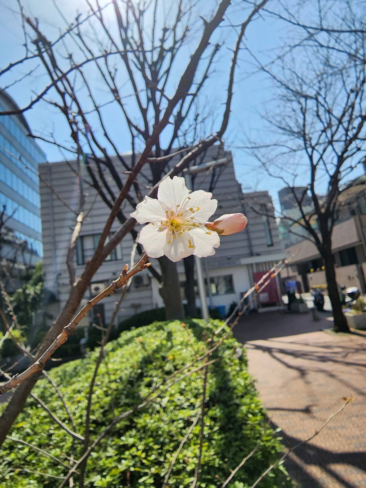 Sora(space) Sakura