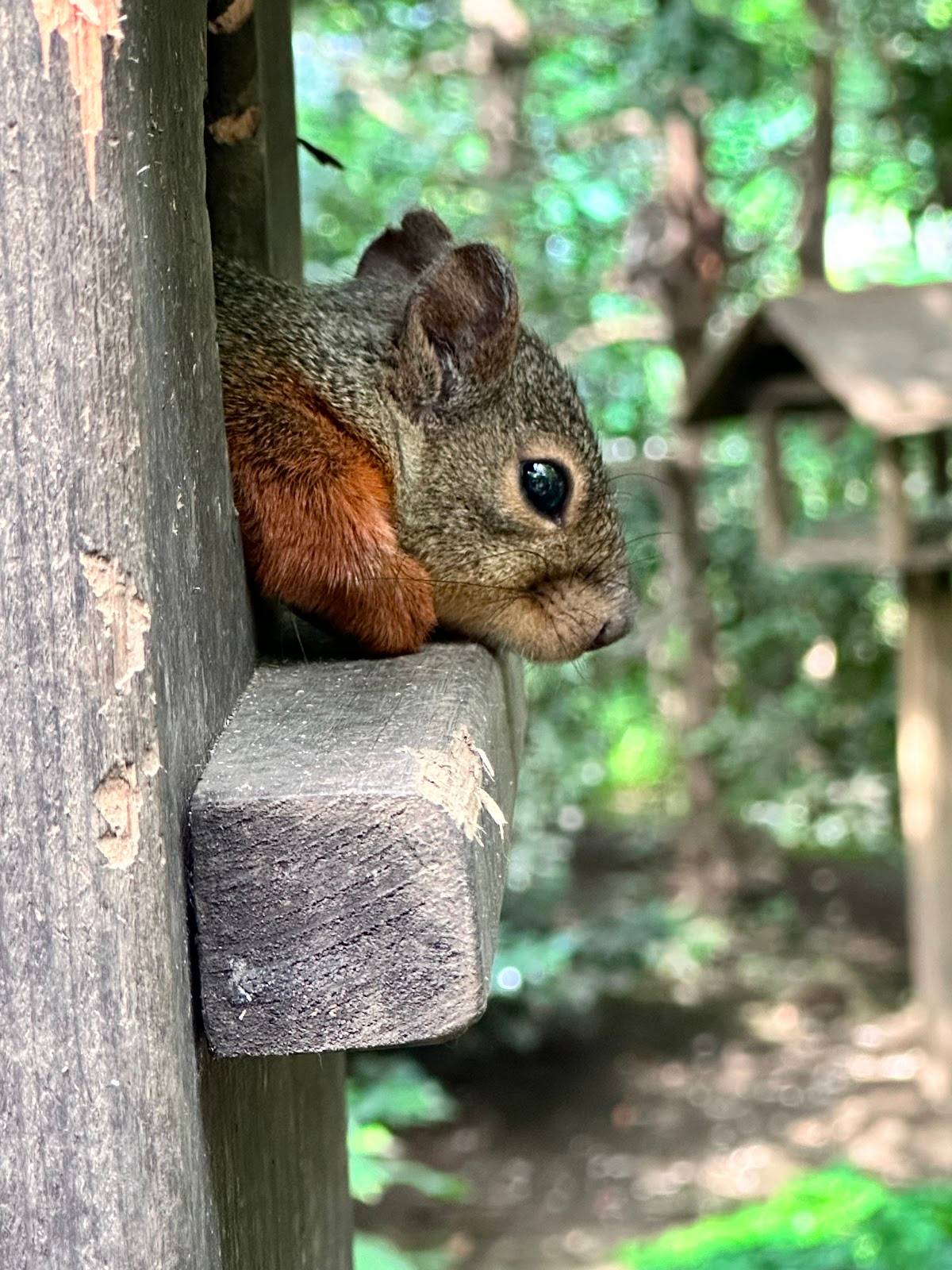 Squirrel Trail