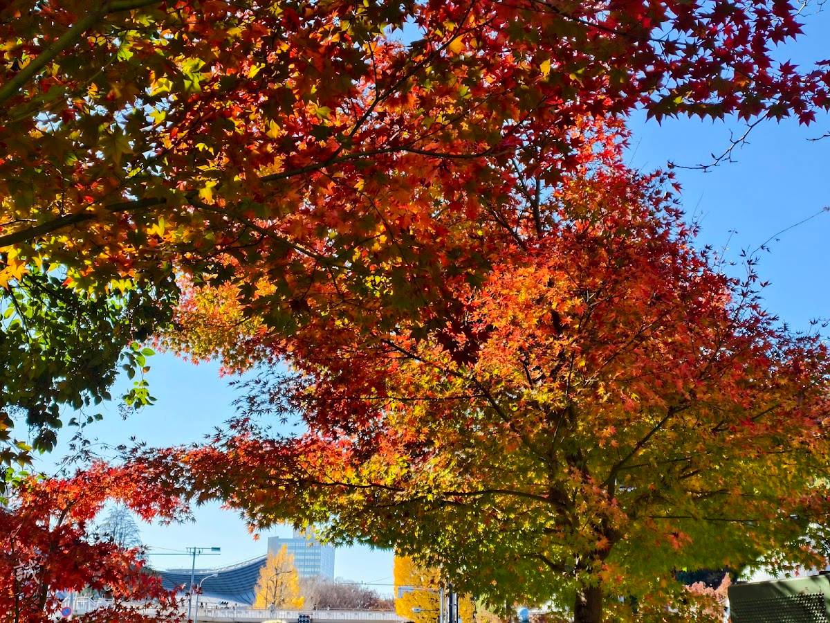 Town Corner Garden